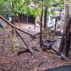 Cassowary/Pademelon Enclosure