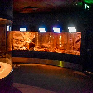 Nocturnal Reptile Enclosures