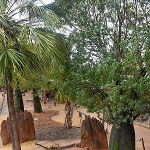 Kangaroo Walkthrough