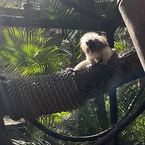 Cotton-top Tamarin
