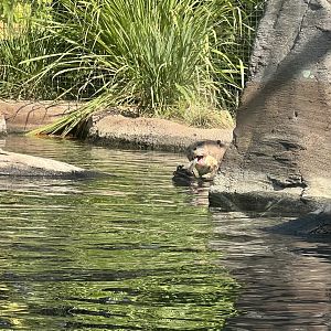 Giant Otter