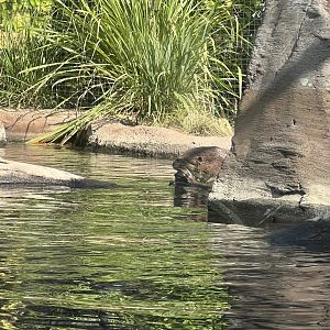 Giant Otter