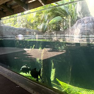 Giant Otter Exhibit