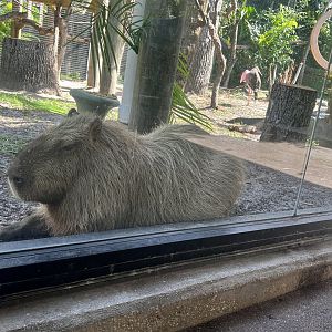 Capybara