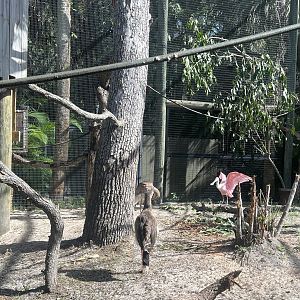 South American Aviary
