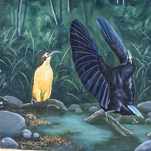 Paradise Riflebird Artwork on Playground