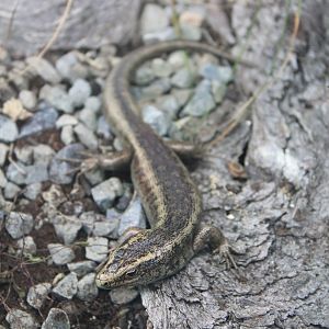 Otago Skink (Oligosoma otagense)