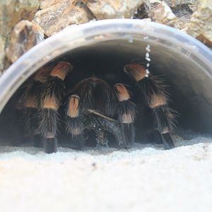 Mexican Red-kneed Tarantula eating locust