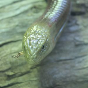 Scheltopusik eating locust