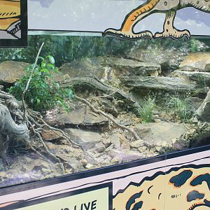 Tank for Leopard Gecko (Eublepharis macularius)