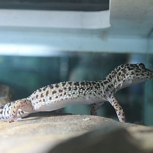Leopard Gecko (Eublepharis macularius)