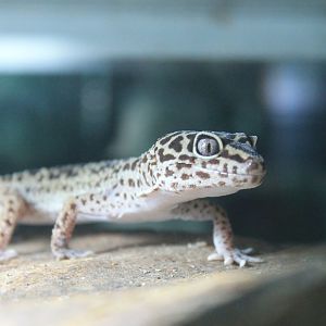 Leopard Gecko (Eublepharis macularius)