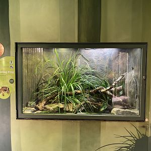 Stuttering Frog Exhibit