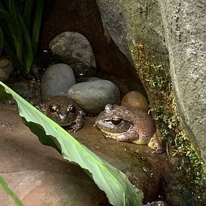 Stuttering Frog