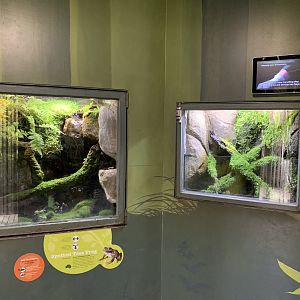 Frog Exhibits