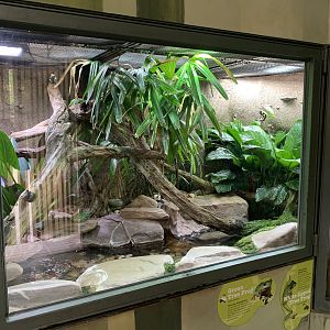 Tree Frog Exhibit