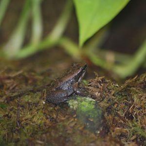 Yellow-throated frog