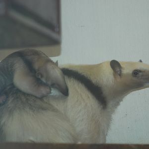 Mother and young tamandua