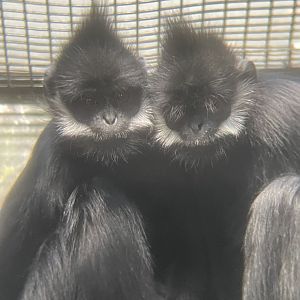 Francois’ Langur