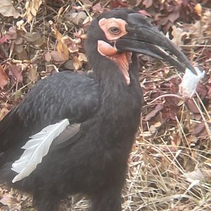 Southern Ground Hornbill