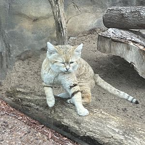 Sand Cat