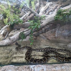 Wetlands of Florida - Burmese python
