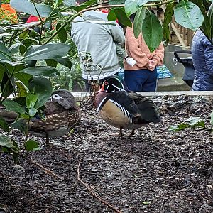 Wetlands of Florida - wood duck