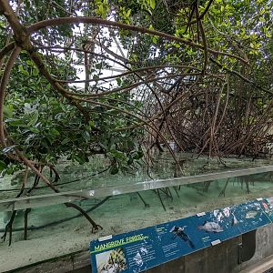 Wetlands of Florida - mangrove forest