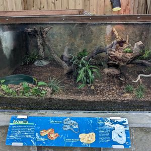 Wetlands of Florida - rat snakes