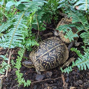Wetlands of Florida - Florida box turtle