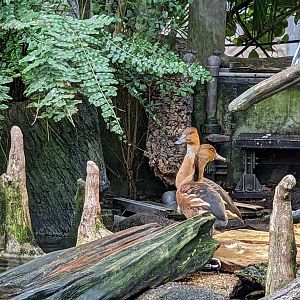 Wetlands of Florida - Fulvous whistling ducks