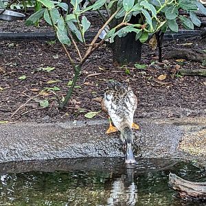 Wetlands of Florida - Duck