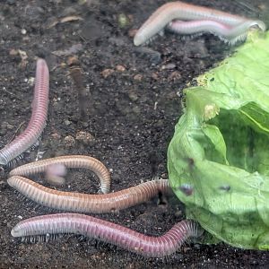 Wetlands of Florida - Florida ivory millipeade