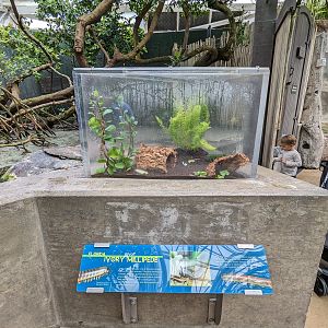 Wetlands of Florida - Florida ivory millipeade