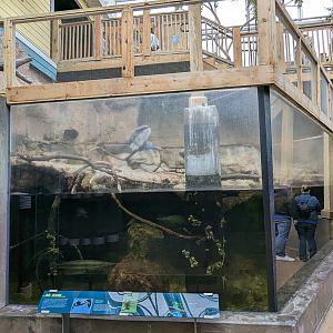Wetlands of Florida -  pelican and cormorant enclosure