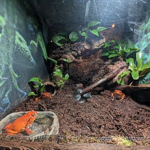 Journey to Madagascar - tomato frog