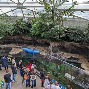 Wetlands of Florida - otters from above