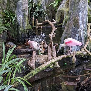 Wetlands of Florida - rosette spoonbill