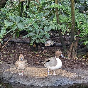 Wetlands of Florida - ducks