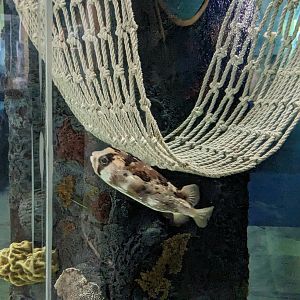Shorelines - pufferfish