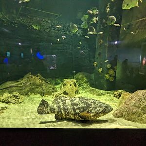 Shorelines - Goliath grouper
