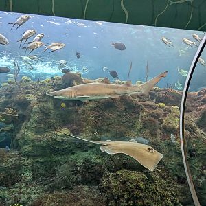 Coral Reefs - sand tiger shark and southern ray