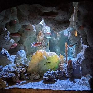 Coral Reefs - squirrel fish