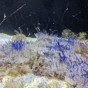 Waves of Wonder - upside down jellyfish