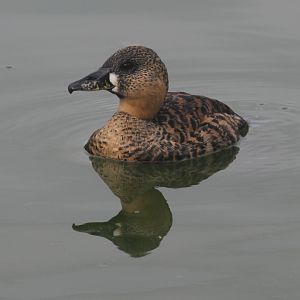 White-backed Duck (Thalassornis leuconotus)