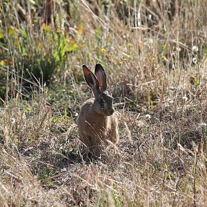 Brown Hare