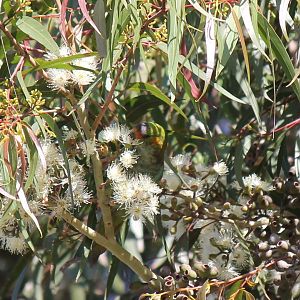 Purple-crowned Lorikeet
