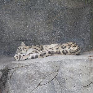Snow Leopard