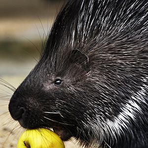 Indian crested porcupine (Hystrix indica)