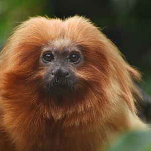 Golden lion tamarin (Leontopithecus rosalia)
